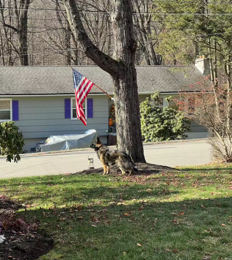 The Future of Bed Bug Detection Dogs: Trends in Training, Technology ...