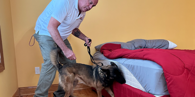 What To Expect From Your K-9 Bed Bug Detection Service In New Jersey