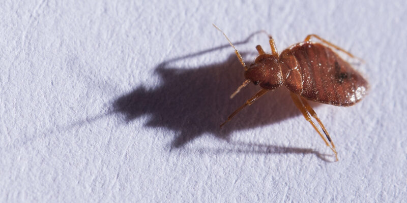 Bed Bugs In New Jersey: News & Updates